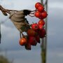 Sorbus intermedia 'Brouwers'